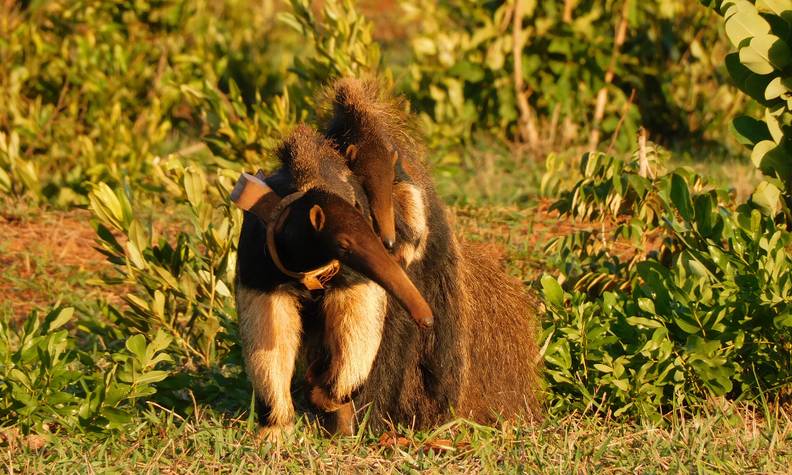 Fourmilier et son petit portant un collier - Réintroduire, suivre et protéger le fourmilier géant - Programme Brésil - Association Beauval Nature