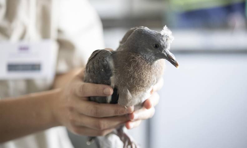 Jeune pigeon ramier dans les mains d'une soigneuse au Centre de Soins