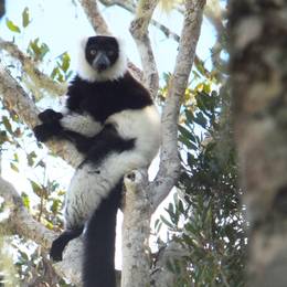 Protéger les différentes espèces de lémuriens endémiques de Madagascar - Programme Madagascar - Association Beauval Nature