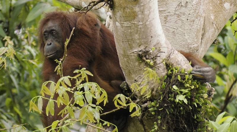 World Orangutan Day 2026 – orangutans in the wild