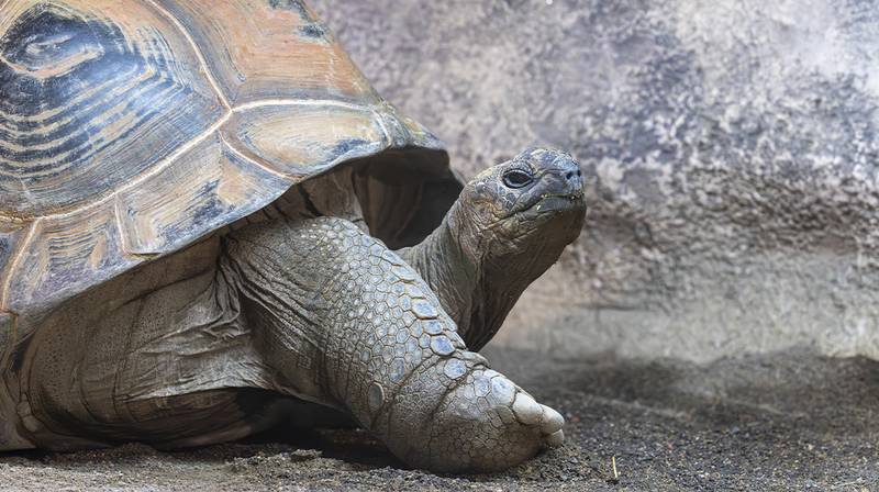 World Turtle Day – Aldabra tortoise