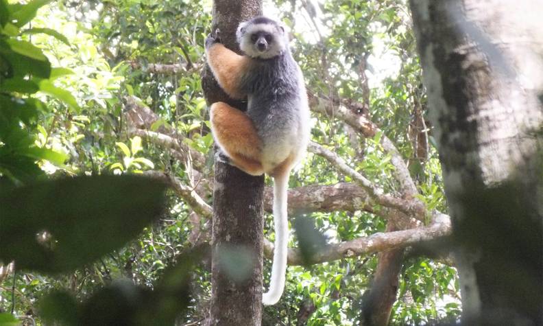 Sifaka à diadème s'accrochant à un arbre - Protéger les différentes espèces de lémuriens endémiques de Madagascar - Programme Madagascar - Association Beauval Nature