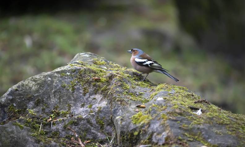 Pinson des arbres - Biodiversité locale - Refuge LPO - ZooParc de Beauval