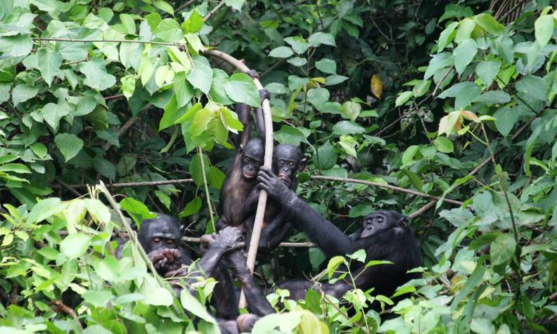 Famille de bonobos - Sauver les derniers bonobos - Programme Congo - Association Beauval Nature