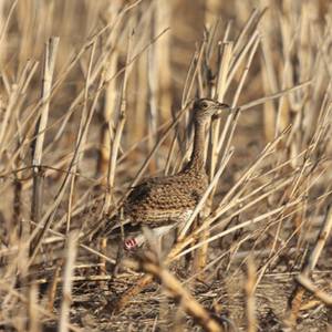 13 outardes canepetières réintroduites en Indre-et-Loire pour sauver l’espèce