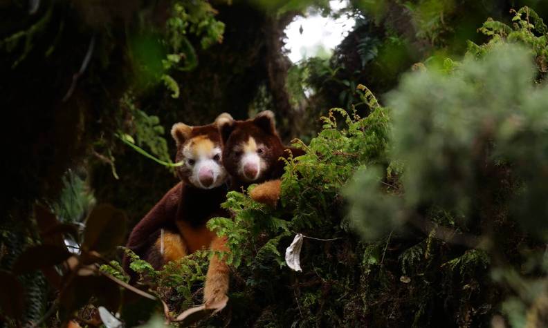 Dendrolague dans la forêt - Protéger l’habitat des dendrolagues - Programme Papouasie-Nouvelle-Guinée - Association Beauval Nature