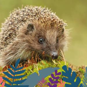 La nature se réveille à la Maison Beauval Nature… du 21 mars au 19 juin 2026 !