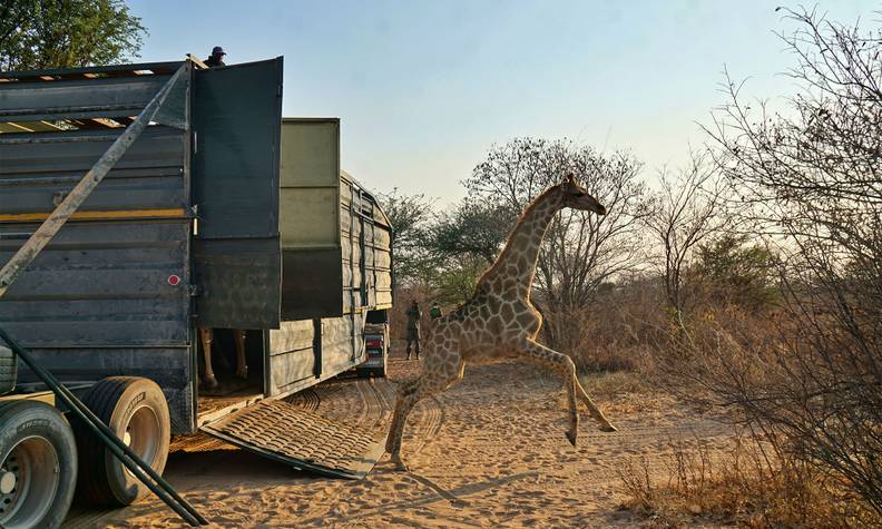Groupe de girafes au loin - Suivre et transloquer des girafes - Programme Namibie - Association Beauval Nature
