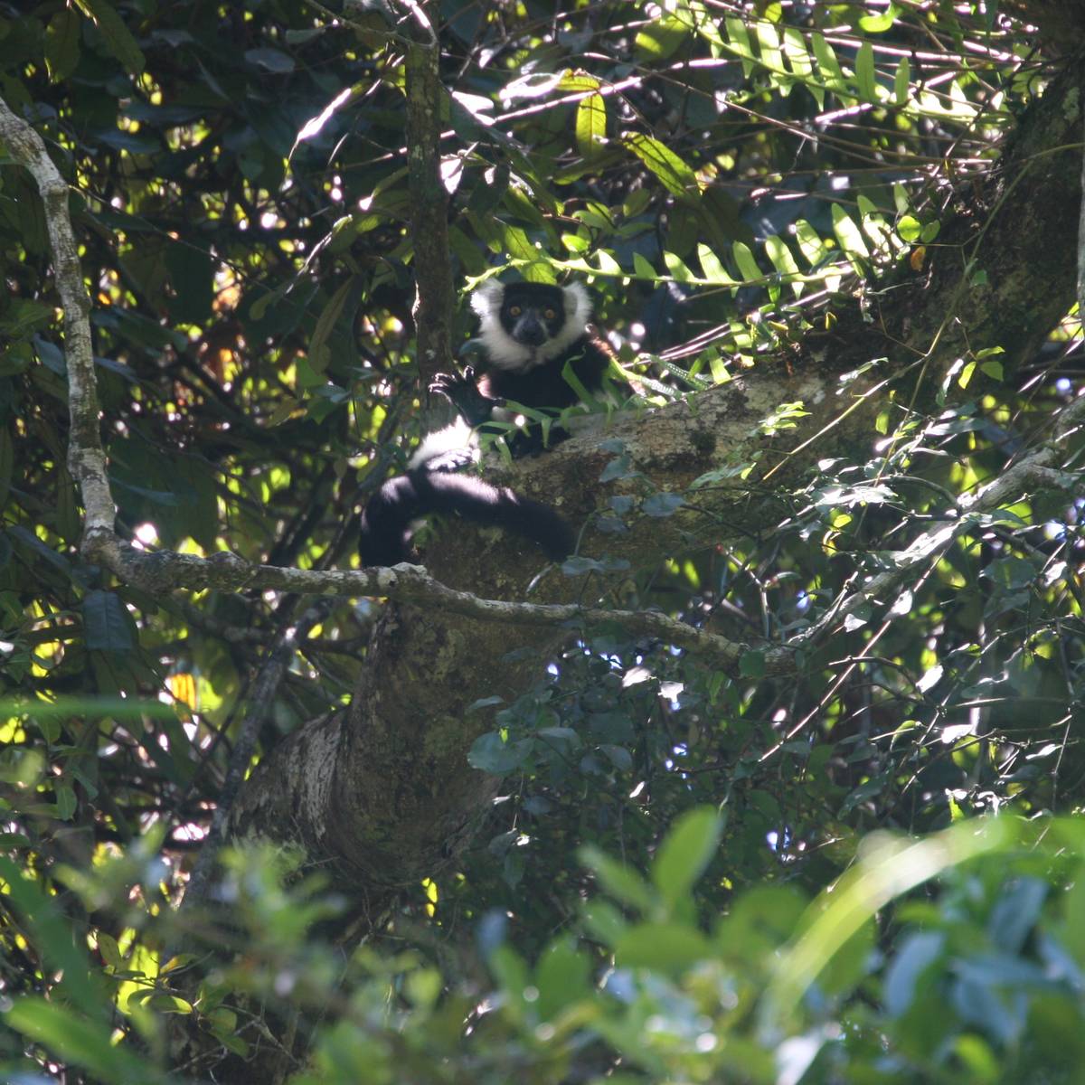 Protéger les différentes espèces de lémuriens endémiques de Madagascar - Programme Madagascar - Association Beauval Nature