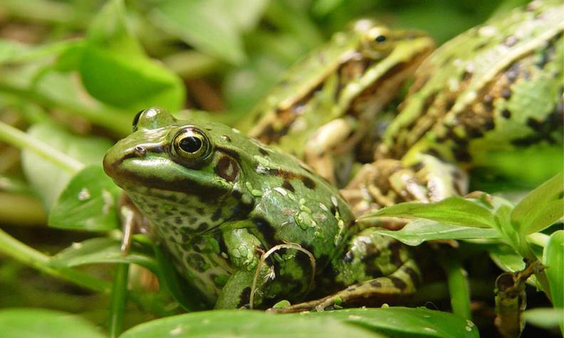 Grenouille rieuse - Lutter contre la grenouille taureau pour préserver les amphibiens de Sologne - Programme France - Association Beauval Nature