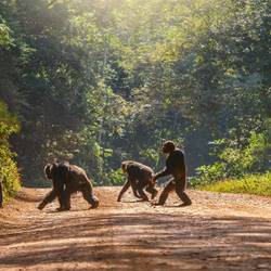 Reconnecter les espaces naturels sur le continent africain - Programme Afrique - Association Beauval Nature