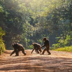 Reconnecter les espaces naturels sur le continent africain - Programme Afrique - Association Beauval Nature