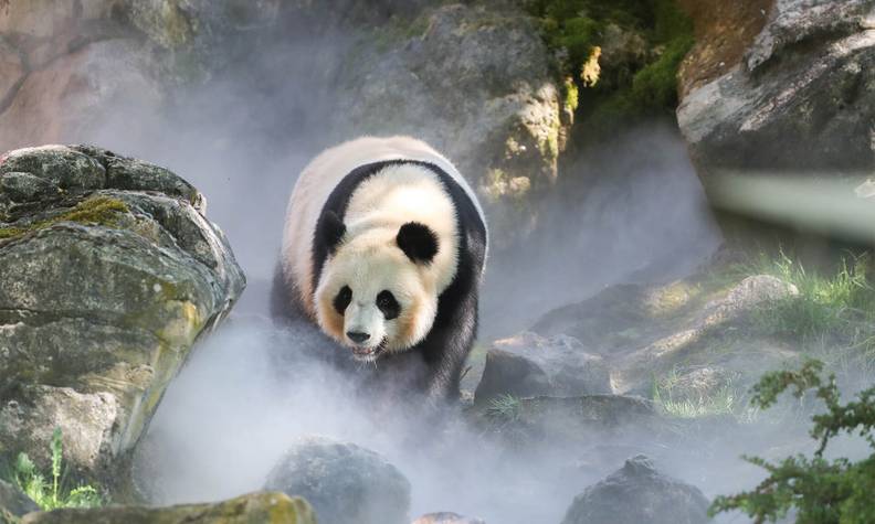 Panda géant au ZooParc de Beauval - Reproduire ex situ et réintroduire le panda géant dans son milieu naturel - Programme Chine - Association Beauval Nature