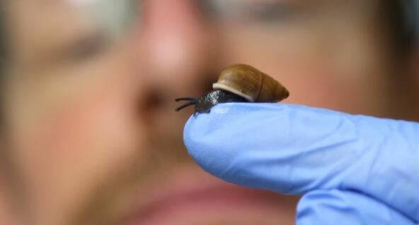 Éducation et sensibilisation - Sauver de l’extinction et réintroduire les escargots Partula dans leurs îles polynésiennes - Programme Polynésie - Association Beauval Nature