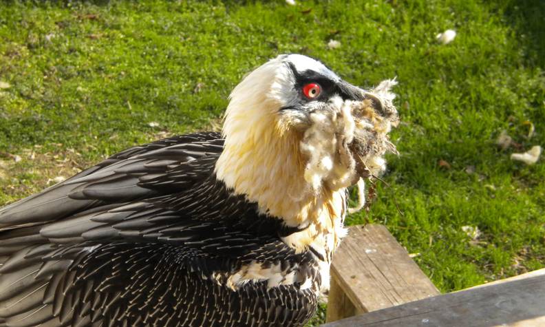 Gypaète barbu préparant son nid - Reproduire, réintroduire et accompagner les gypaètes barbus pour leur préservation - Programme France - Association Beauval Nature