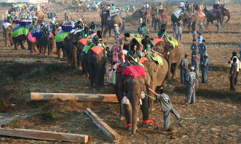 Groupement d'éléphants d'Asie domestiqués - Améliorer les conditions de vie des éléphants en Asie - Programme Laos - Association Beauval Nature