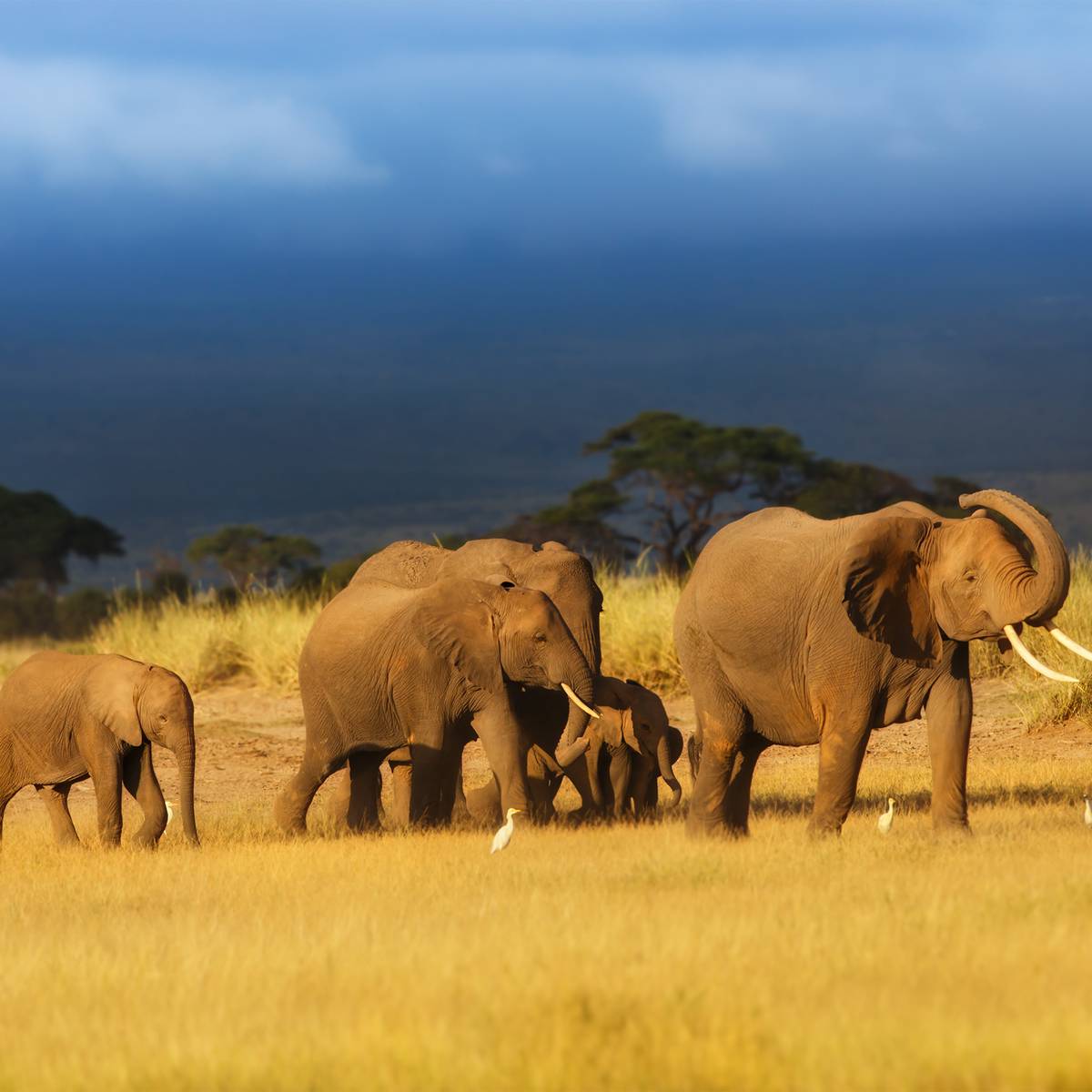 Groupe d'éléphants en marche - Reconnecter les espaces naturels sur le continent africain - Programme Afrique - Association Beauval Nature