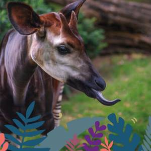 Partez à la rencontre des animaux méconnus à la Maison Beauval Nature, du 7 février au 9 mars 2026 !