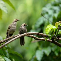 Couple de bulbul à tête jaune - Protéger, reproduire et réintroduire les oiseaux chanteurs - Programme Indonésie - Association Beauval Nature
