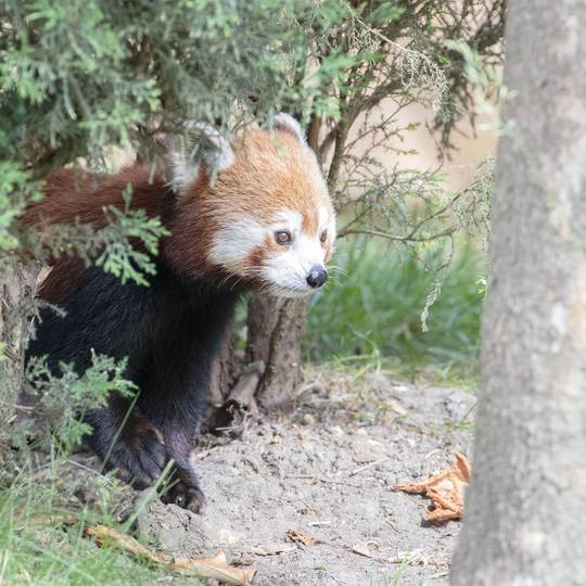 Panda roux Garder, surveiller et protéger les pandas roux dans leurs forêts - Programme Népal - Association Beauval Nature