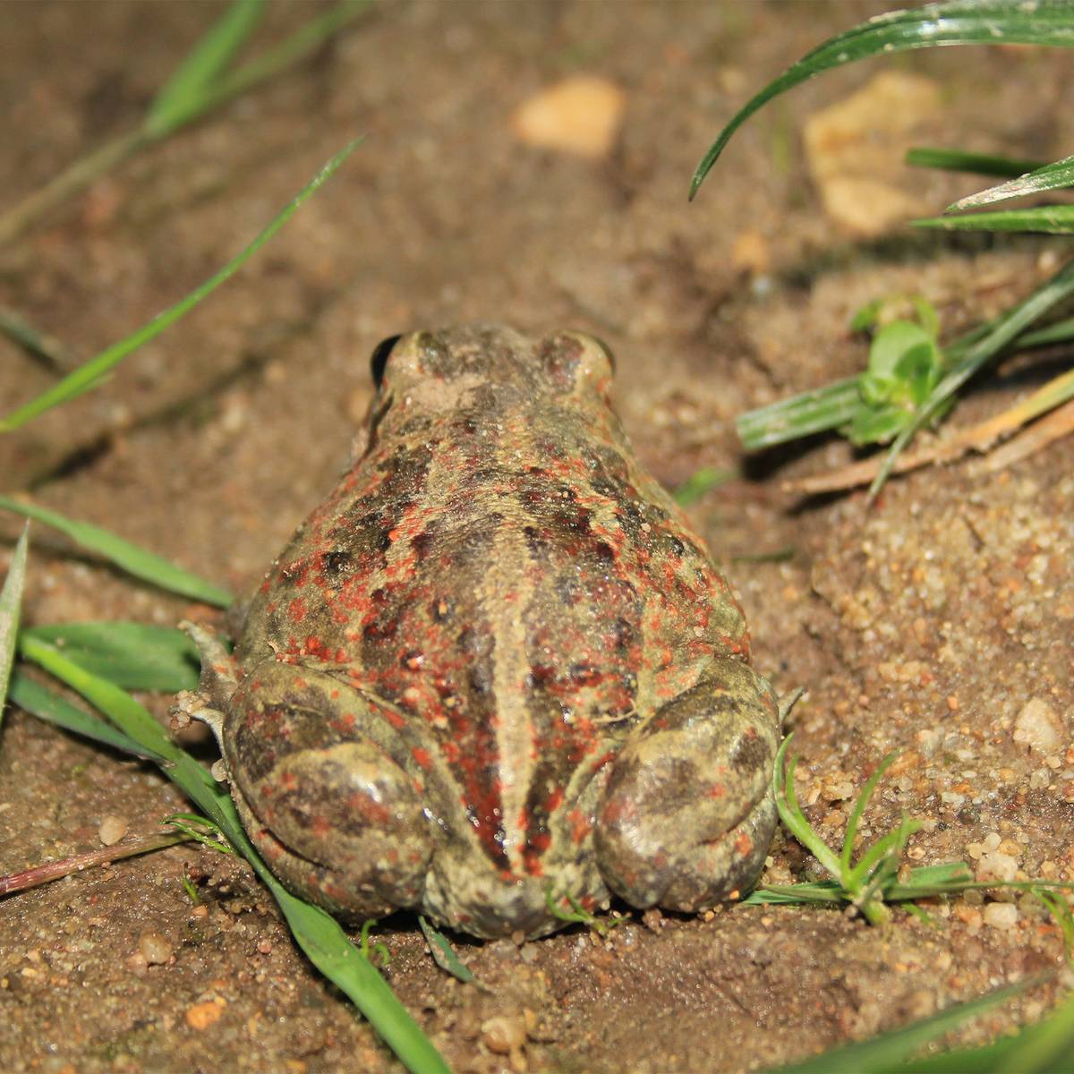 Pélobate brun femelle de dos - Détecter et protéger le pélobate brun pour éviter son extinction - Programme France - Association Beauval Nature