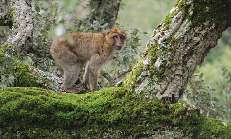 Magot dans la nature - Sauver les macaques de Barbarie - Programme Maroc - Association Beauval Nature