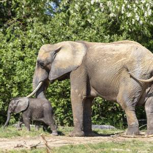 Focus sur l’éthologie, la science du comportement des animaux