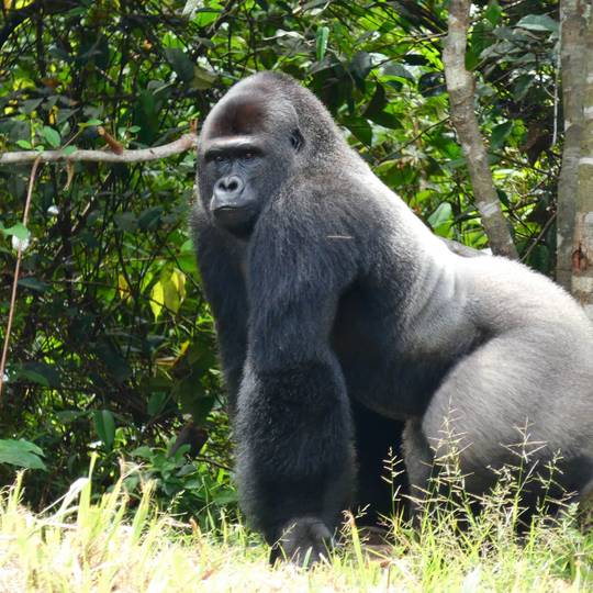 Gorille réintroduit - Réintroduire les gorilles des plaines de l’Ouest - Programme Congo - Association Beauval Nature