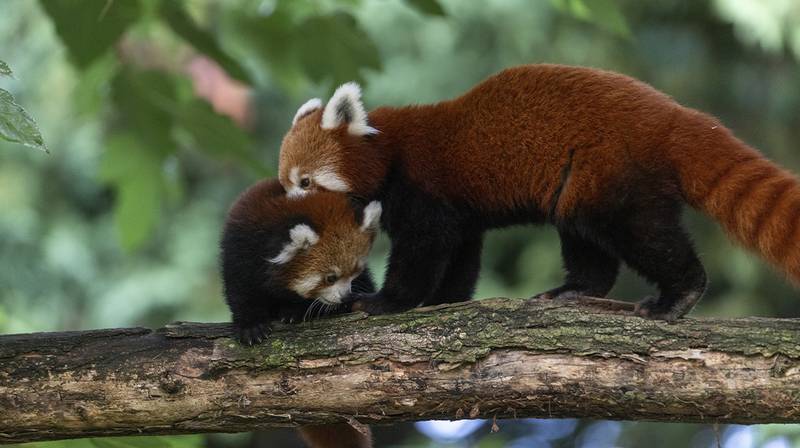 International Red Panda Day 2026 – Ines and her baby