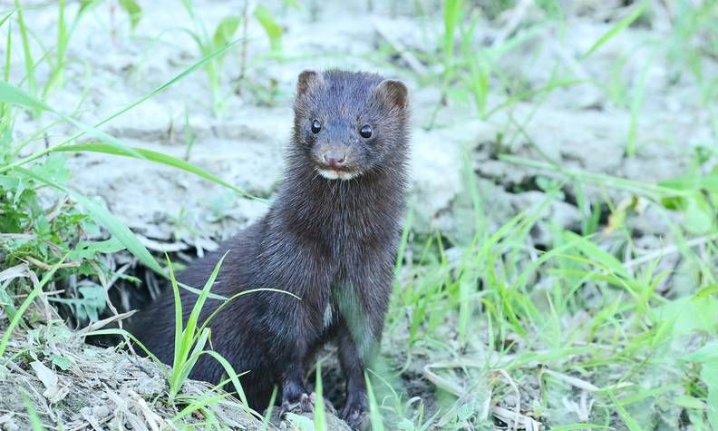 Vison d'Amérique - Le vison d'Europe, une espèce à sauver à tout prix - Programme France - Association Beauval Nature