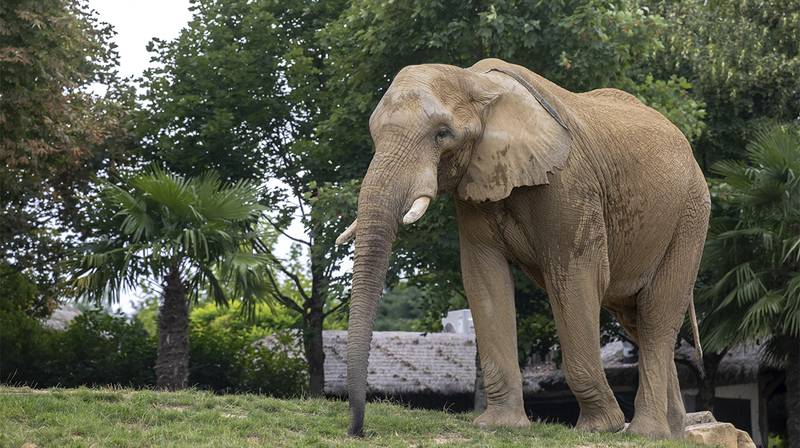 World Elephant Day – the Beauval elephant