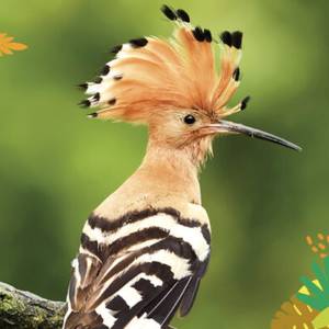 Redécouvrez l’Europe, à la Maison Beauval Nature du 7 au 29 juin 2025 !