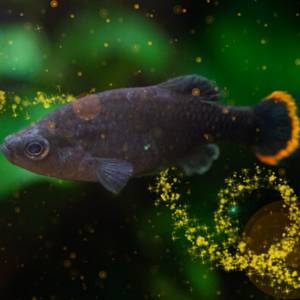 Première mondiale à Beauval : une téquila issue de l’eau de nos poissons du Dôme Équatorial !