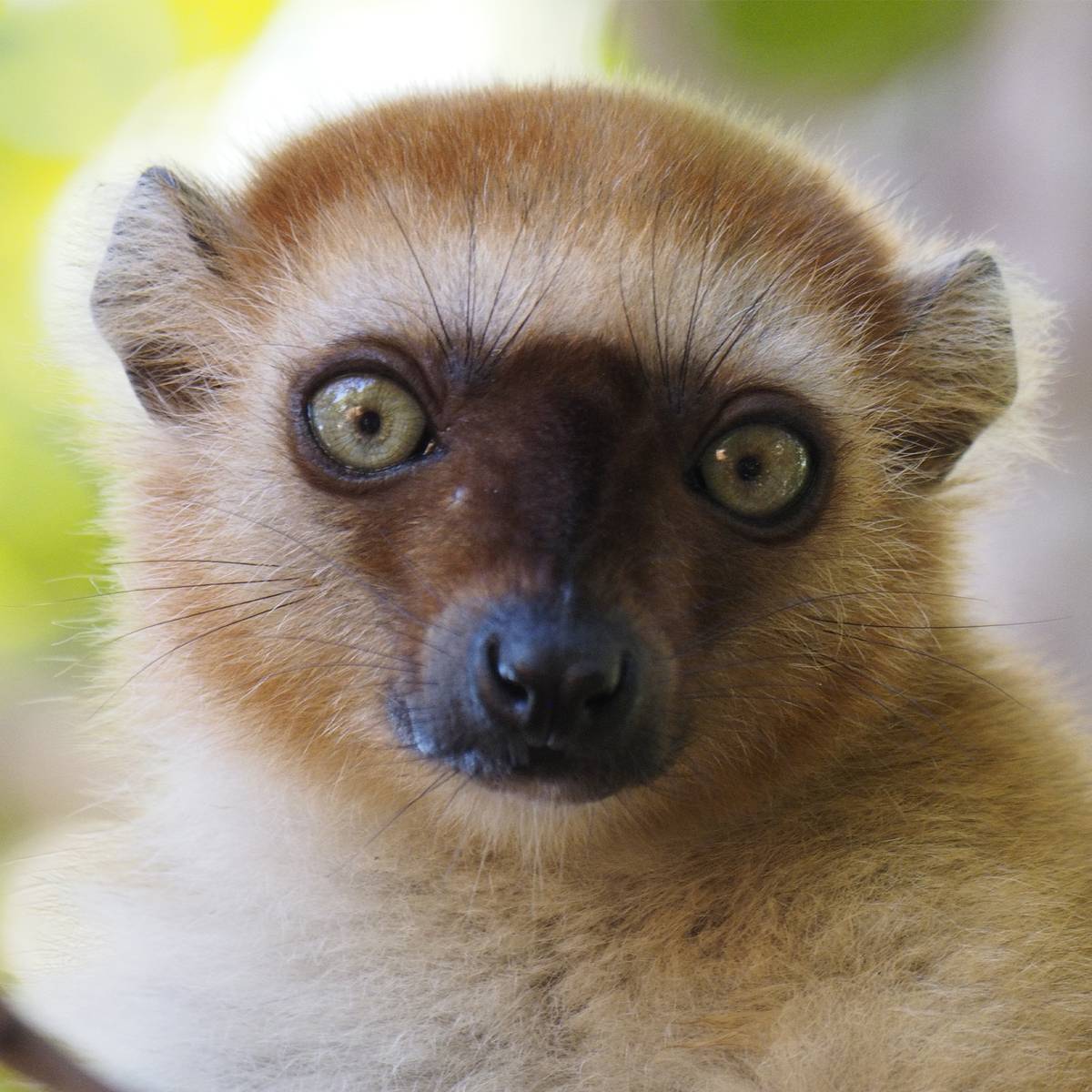 Protéger le lémur aux yeux turquoise en préservant son habitat - Programme Madagascar - Association Beauval Nature