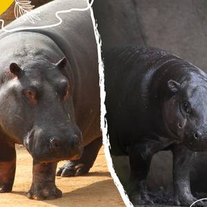 Journée mondiale des hippopotames : à vous de jouer et de parrainer !