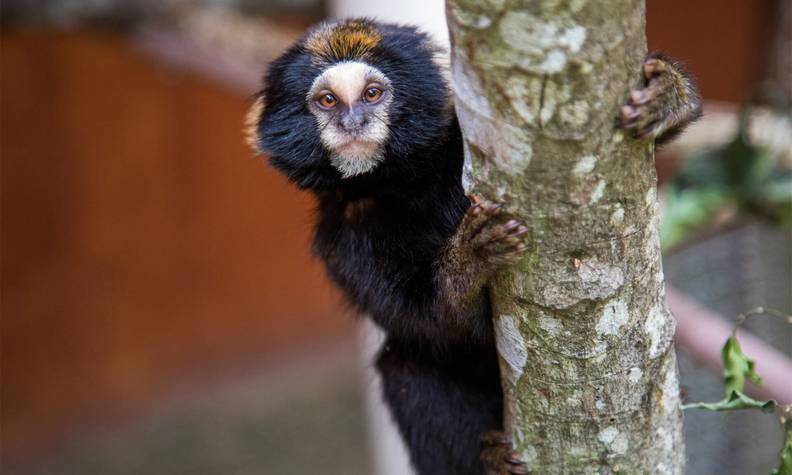 Ouistiti oreillard sur sa branche - Recenser, suivre et protéger les ouistitis de montagne - Programme Brésil - Association Beauval Nature