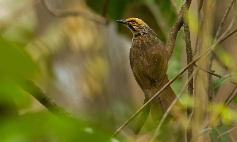 Bulbul à tête jaune sur branche - Protéger, reproduire et réintroduire les oiseaux chanteurs - Programme Indonésie - Association Beauval Nature