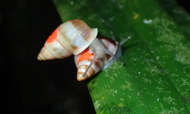 Sauvetage et reproduction - Sauver de l’extinction et réintroduire les escargots Partula dans leurs îles polynésiennes - Programme Polynésie - Association Beauval Nature