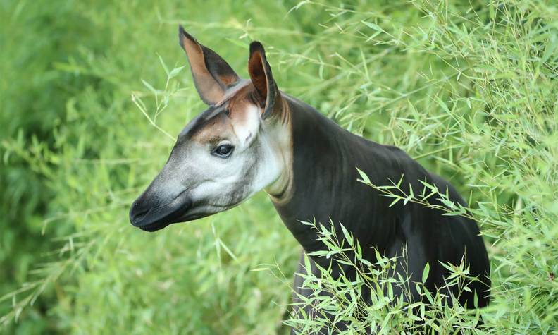 Okapi dans la végétation - Protéger le fragile okapi - Programme Congo - Association Beauval Nature