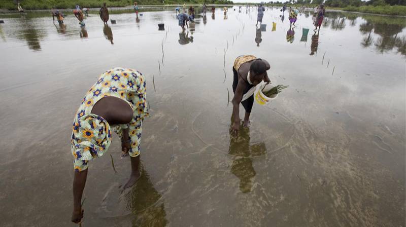 European Campaign for Wetlands – Mangroves