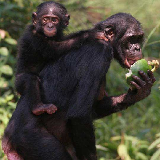 Bonobo et son petit - Sauver les derniers bonobos - Programme Congo - Association Beauval Nature