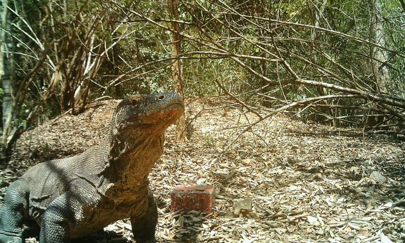 Varan de Komodo pris en caméra piège - Recenser les dragons de Komodo pour mieux les protéger - Programme Indonésie - Association Beauval Nature