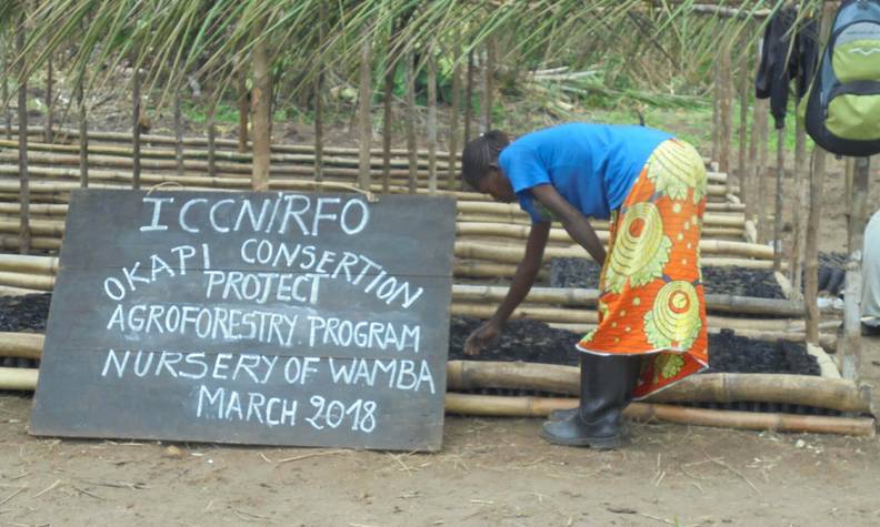 Replantation - Protéger le fragile okapi - Programme Congo - Association Beauval Nature