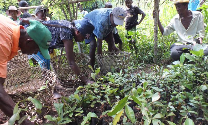 Reforestation avec la population locale - Protéger les différentes espèces de lémuriens endémiques de Madagascar - Programme Madagascar - Association Beauval Nature