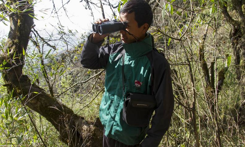 Patrouille zone pandas roux - Garder, surveiller et protéger les pandas roux dans leurs forêts - Programme Népal - Association Beauval Nature