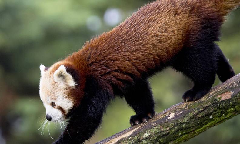 Panda roux qui descend - Garder, surveiller et protéger les pandas roux dans leurs forêts - Programme Népal - Association Beauval Nature