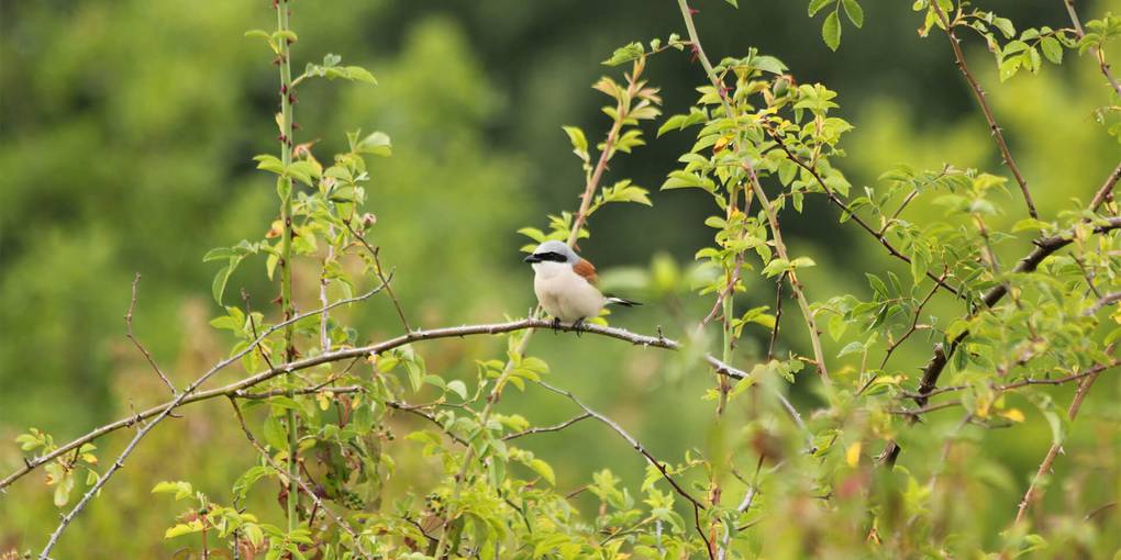 Pie-grièche écorcheur sur une branche