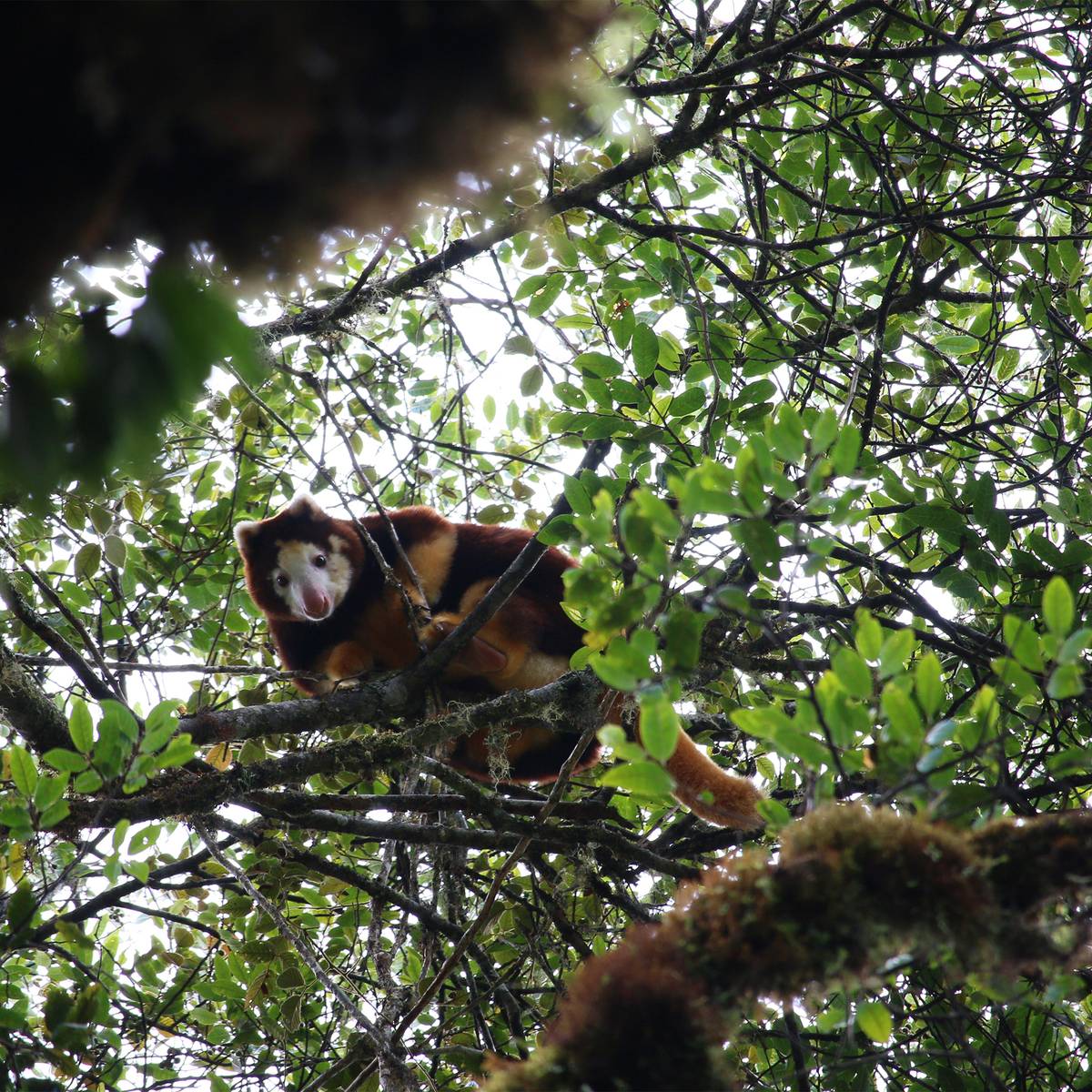 Dendrolague de Matschie dans la forêt - Protéger l’habitat des dendrolagues - Programme Papouasie-Nouvelle-Guinée - Association Beauval Nature