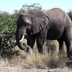 Protéger les éléphants du Rambo Group Ranch - Programme Kenya - Association Beauval Nature