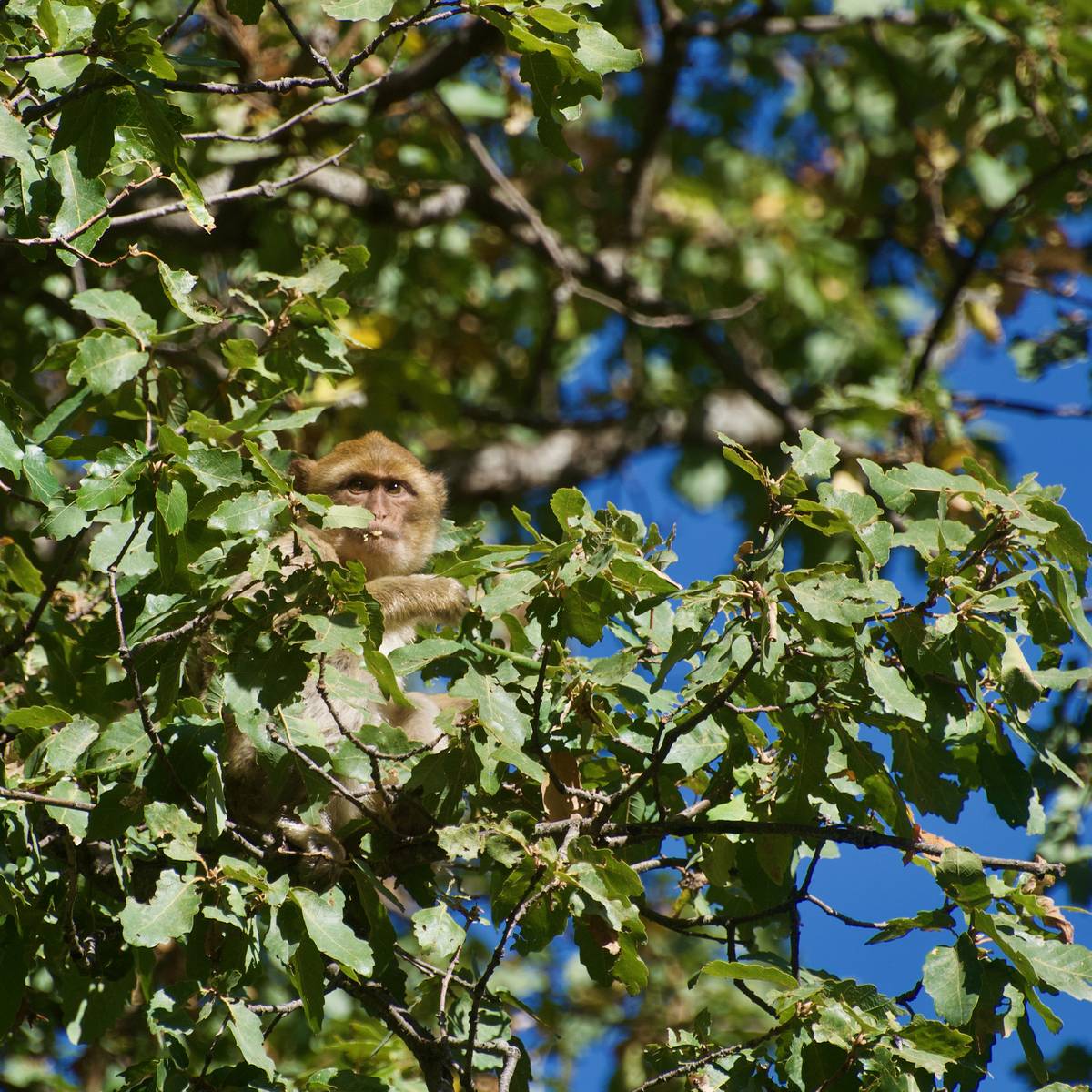 Magot dans les arbres - Sauver les macaques de Barbarie - Programme Maroc - Association Beauval Nature